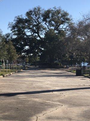 Oldest Tree - over 300 years in park