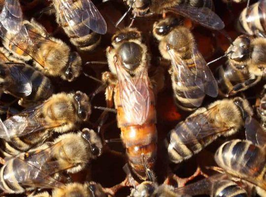 The queen and her nurse bees.