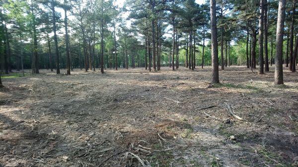 Land Clearing/forestry mulching