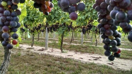 Cape May Merlot