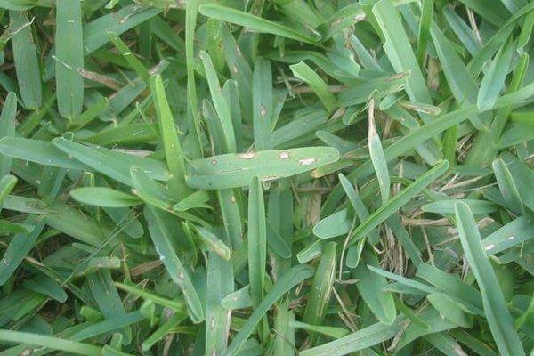 Grey leaf spot