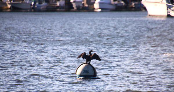 Cormorant