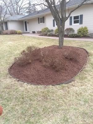 a mulch bed was installed around the tree with edging