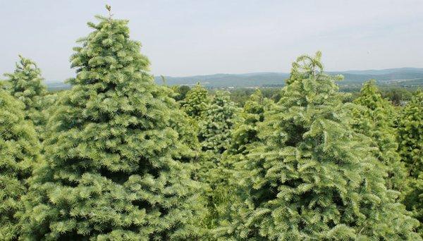 Brown's Tree Farm