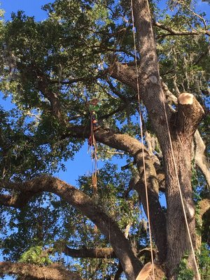 Dathan Batie Tree Service