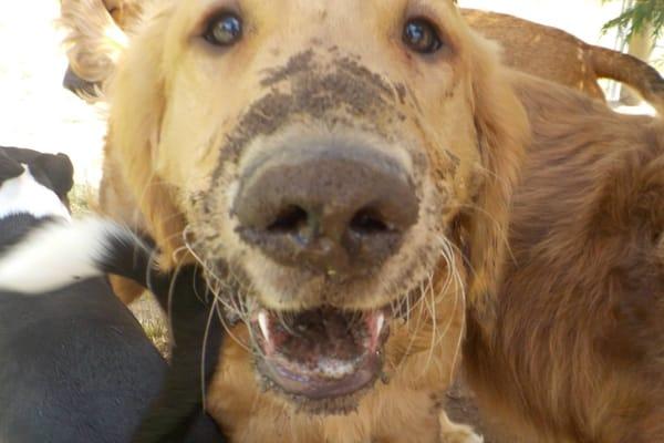 Vino having an amazing time at Two Rock Dog Ranch!