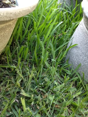 Leaves grass high in between ported plants