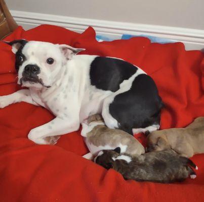 Your donations and your support go to to worthy causes such as caring and feeding this mamma Boston and her wee baby Bostons!