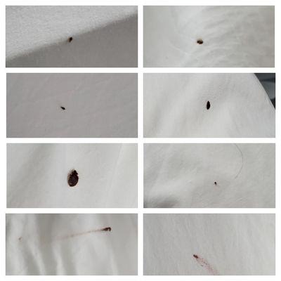 Pictures of some of the bed bugs and blood stains on sheet.