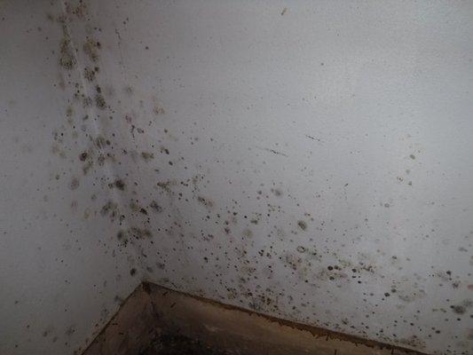 Mold growing on the walls that we took care of.