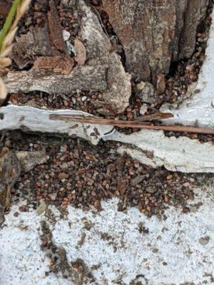 Drywood termite droppings