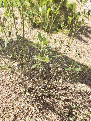 Replacement plant that has lost its leaves