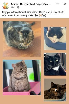 Many of the cats that are available for adoption. Follow them on social media.