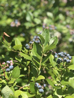 Joe's Blues Blueberries at Moss Funnel Farms