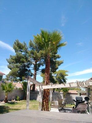 General Maintenance  Tree Trimming