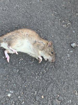 Norway Rat living in garage of client.