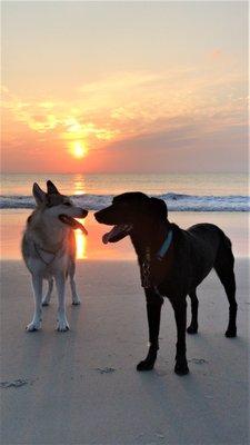 Dogs at Beach Evening