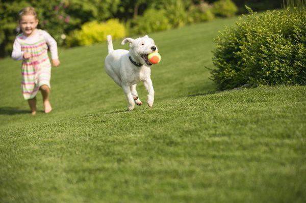 Simply Safer's lawns are beautiful and safe to play on.