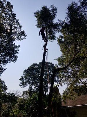 M&M Tree Climber cutting down tree