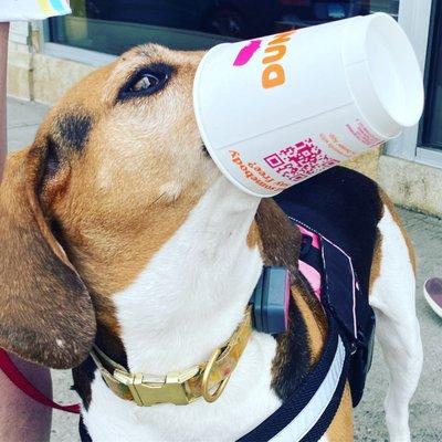 "Best pup cup in town" Millie the foxhound