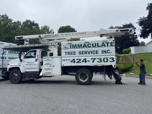 Immaculate Tree Service