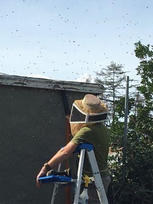 Tyson removing the bees.