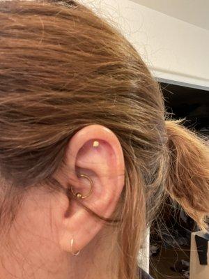 Sarahfina pierced my daith and helix at separate times. I love them! Both piercings healed nicely. Thank you!