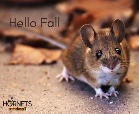 Hello Fall! Ask us about our general insect control service, end of summer deal!