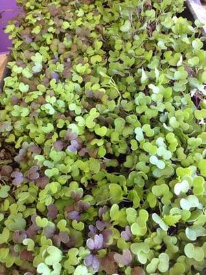 Microgreens Mild and Spicy Mix

Delightful greens for salads, smoothies and on sandwiches. Call us to place an order.