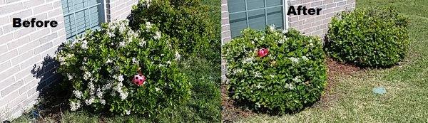 We pulled the vines out that were attempting to over take this bush and shaped it.