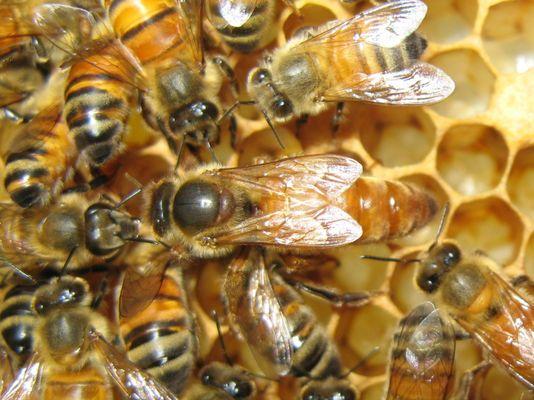 We breed Queen Bees at our NC mountain apiary.