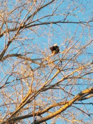 Bald eagle sighting