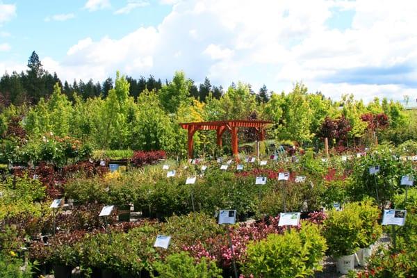 Aspen Nursery