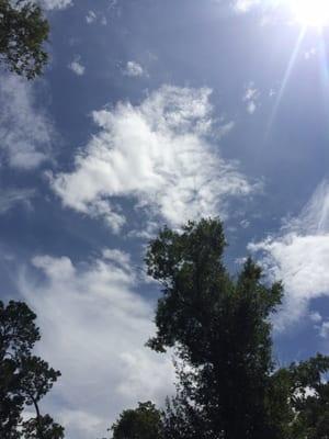 Beautiful view- sunshine and shade- at Shepherd park!