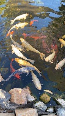 Koi pond