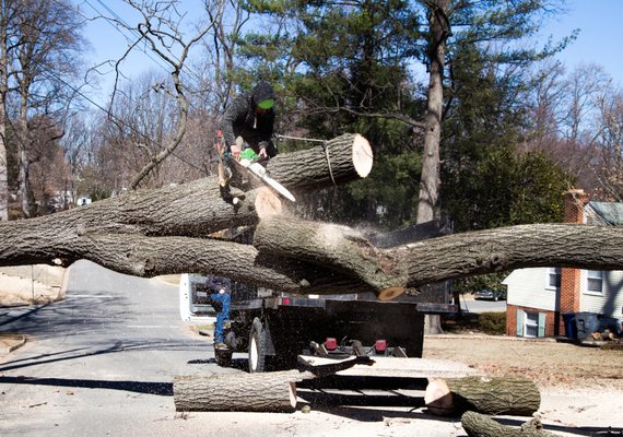 We provide premium-quality Firewood from the removed tree.