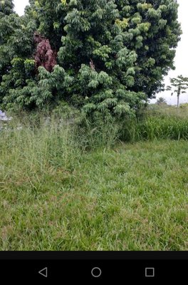 Lychee tree and overgrowth