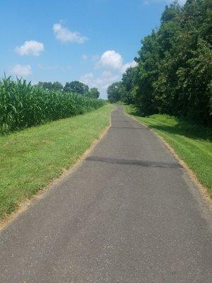 Along the corn fields.