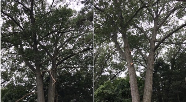 Pruning Large Double Oak.