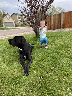 Kid and dog approved lawns