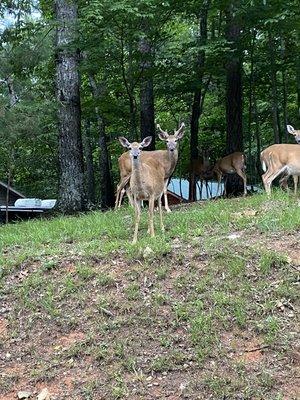 Our guests counted 67 deer one day driving through this beautiful community