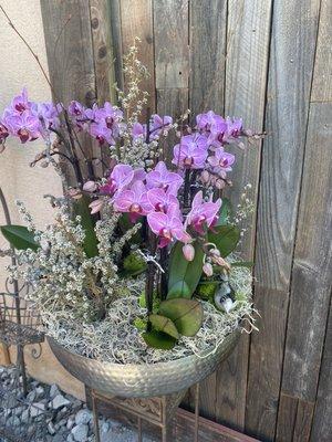 Med orchid planter