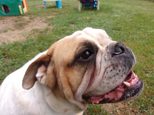 Playtime at Dog Patch kennel