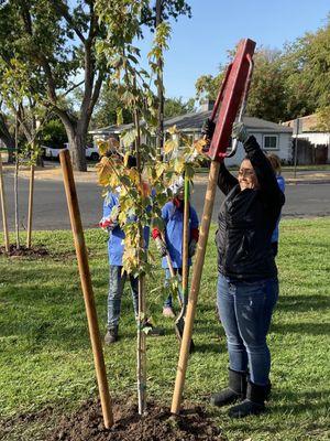 Sarah pounding down the stakes to hold up a tree.