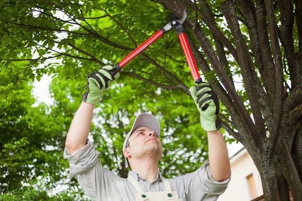 Daytona Beach Tree Pros