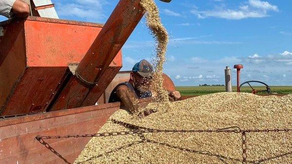 Puffer Roske Farm grows cover crops to help rehabilitate the soil.