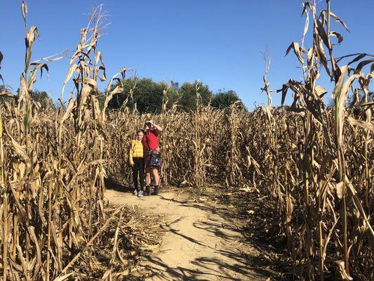 Corn maze