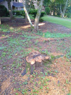 Stump Before Grinding