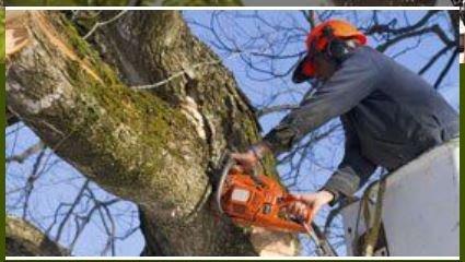 Cadieu Tree Experts