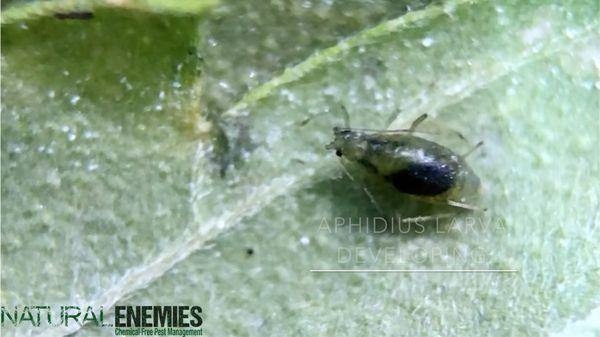 Aphid on Cannabis Leaf